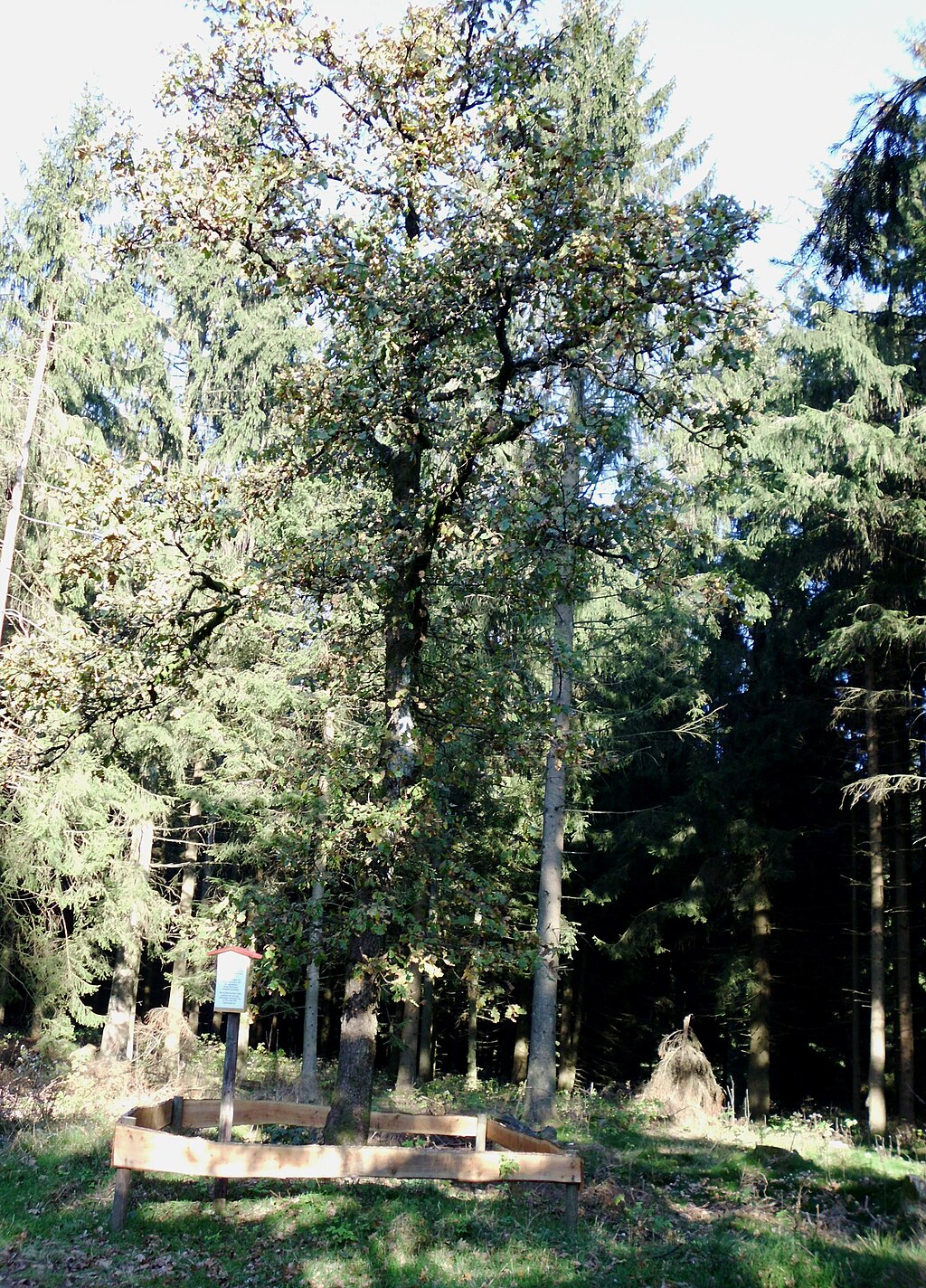 Stempelstelle 131: Kaysereiche (Schutzhütte)