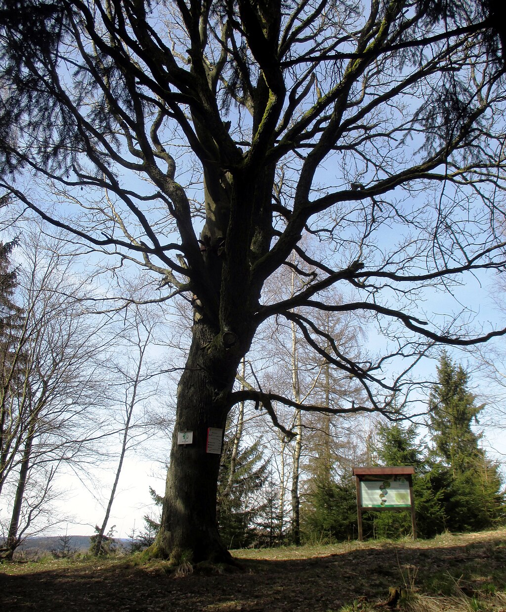 Stempelstelle 165: Wendeleiche