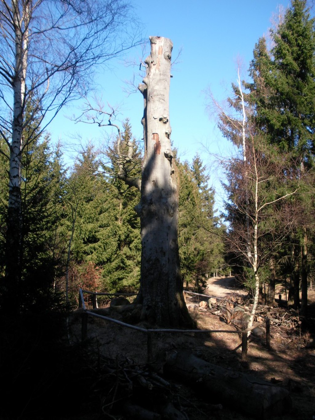 Stempelstelle 26: Mönchsbuche