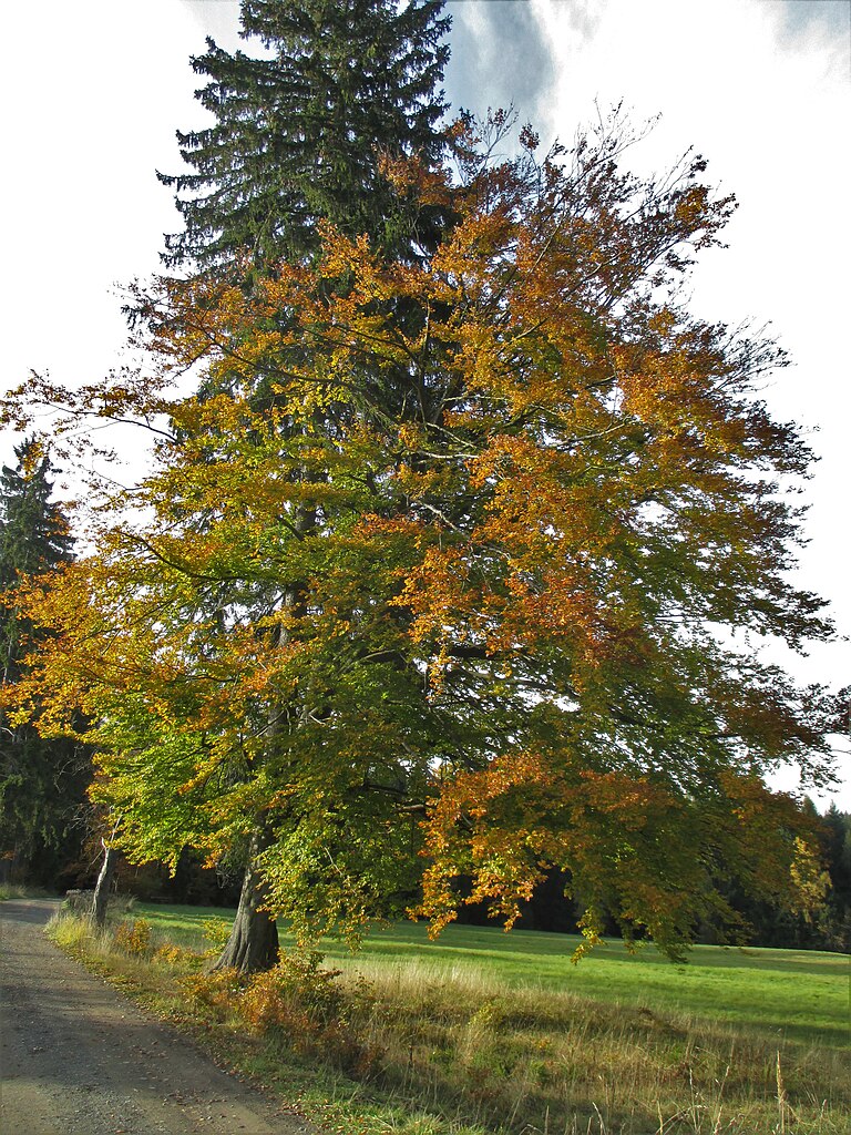 Stempelstelle 57: Echowiese Allrode