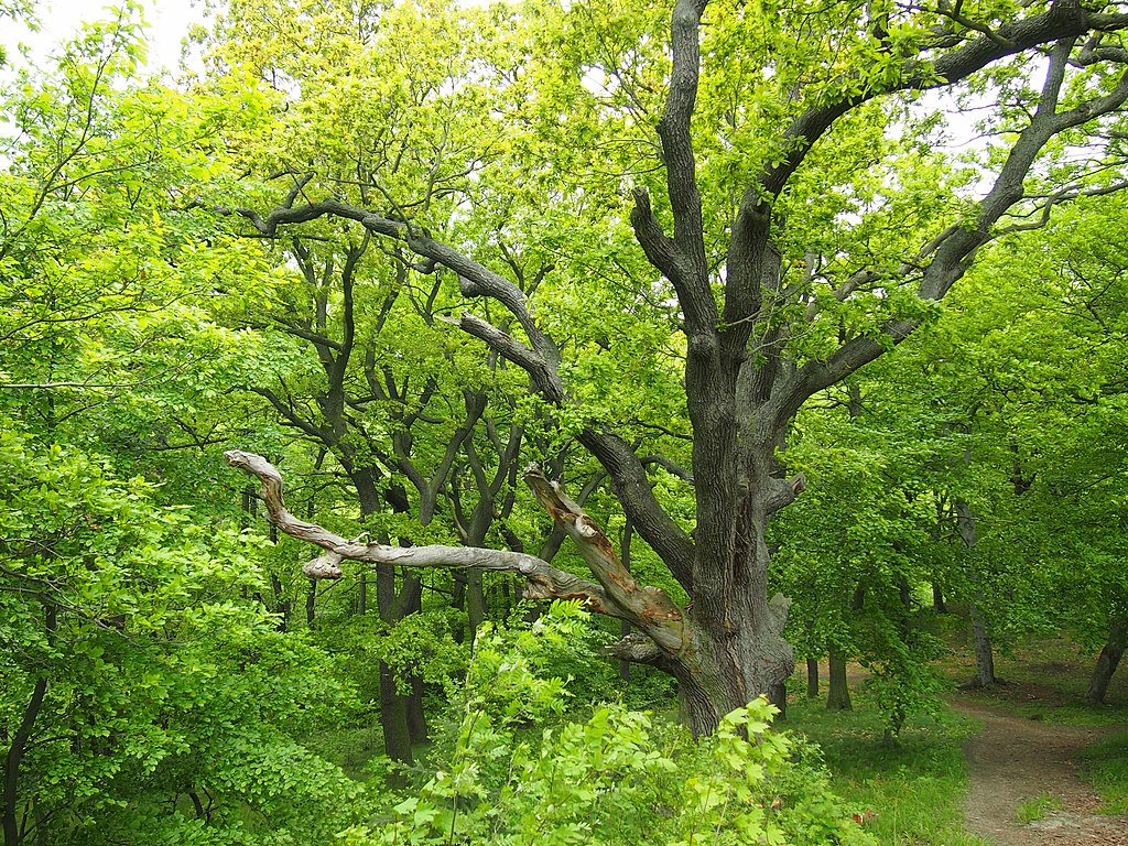 Stempelstelle 77: Ruine Luisenburg